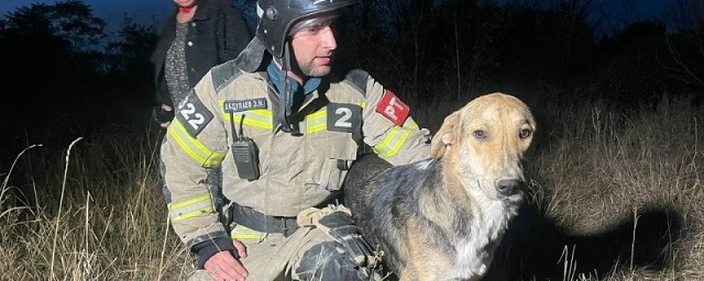 В Грозном пожарные вытащили из 10-метровой ямы собаку, просидевшую там более восьми часов